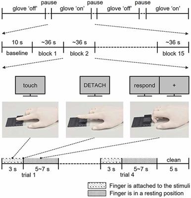 Cortical Representation of Tactile Stickiness Evoked by Skin Contact and Glove Contact